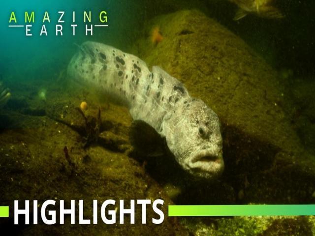 Amazing Earth