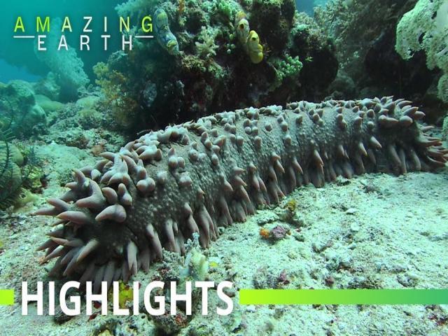 Amazing Earth