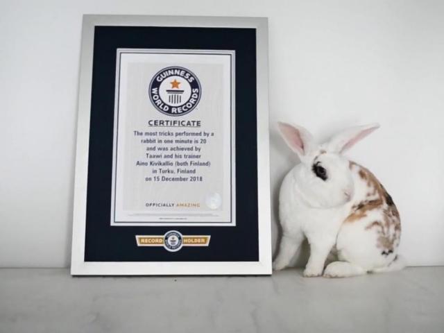 Talented pets and animals around the world   