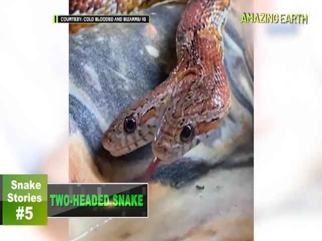 Online Exclusives Amazing Earth