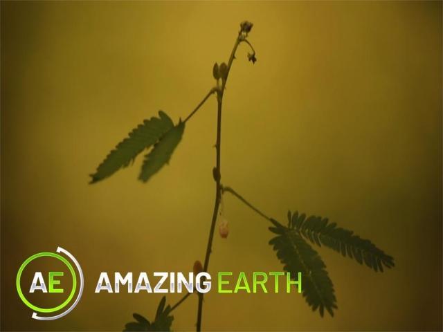 Amazing Earth