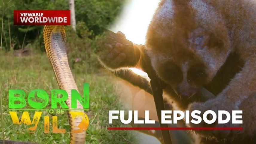 Born To Be Wild Full Episode