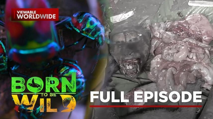 Born To Be Wild Full Episode