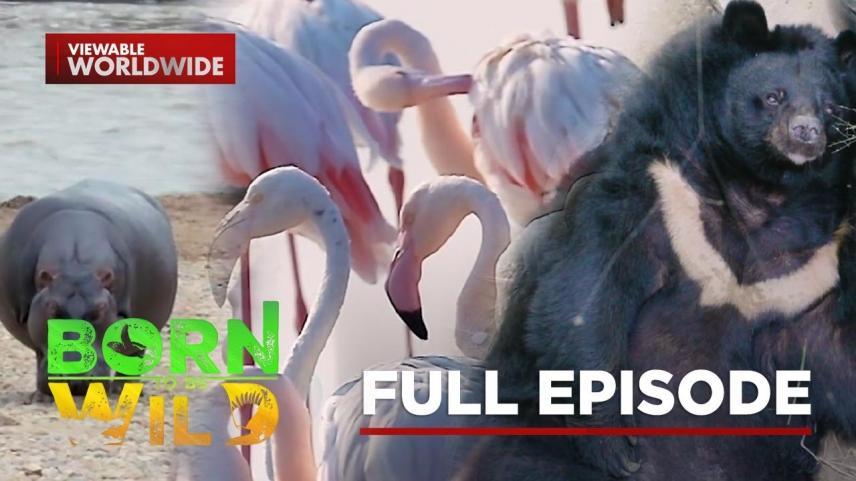 Born To Be Wild Full Episode