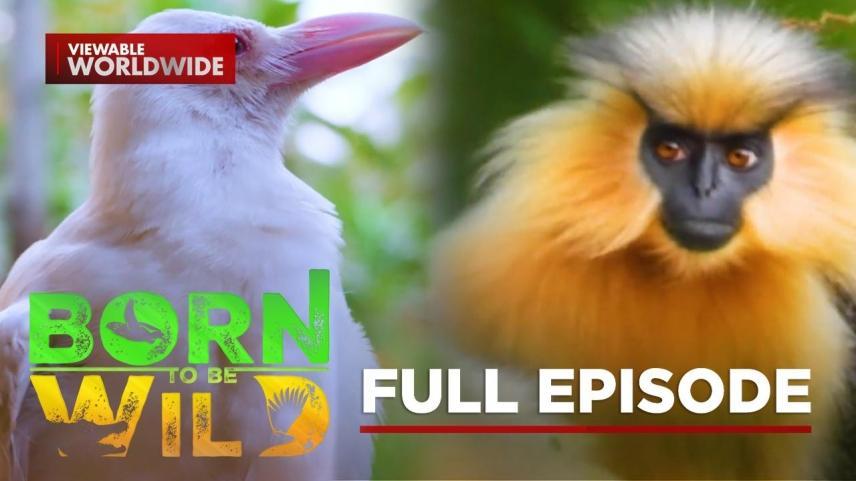 Born To Be Wild Full Episode