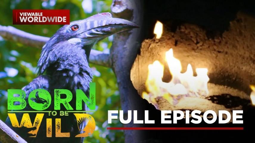 Born To Be Wild Full Episode