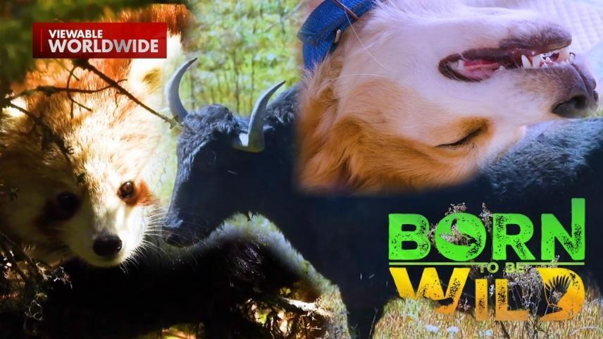 Born To Be Wild Full Episode