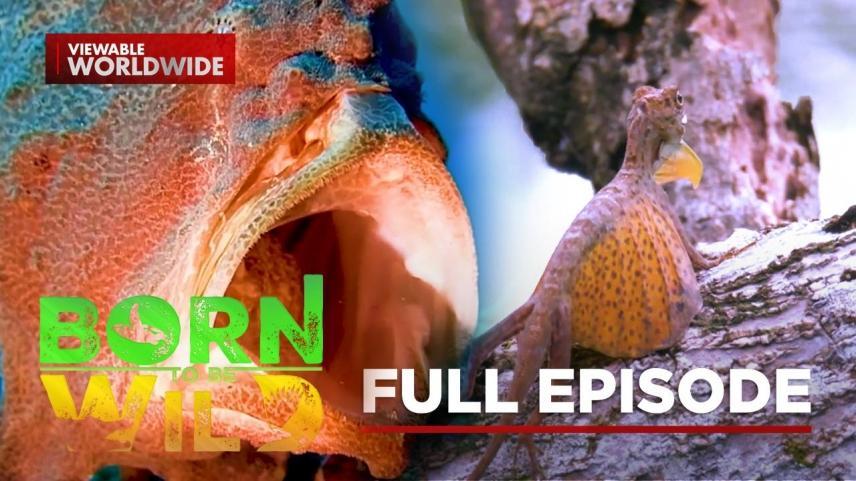 Born to Be Wild Full Episode