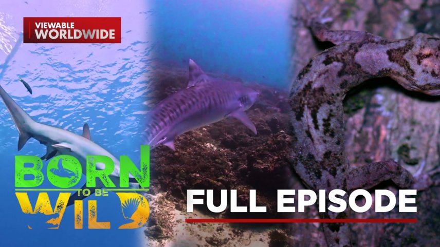 Born To Be Wild (Full Episode)
