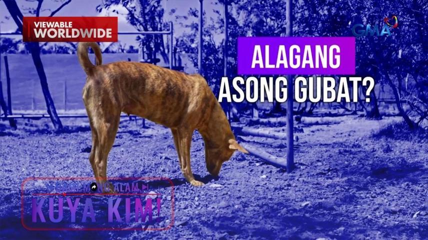 Dami Mong Alam, Kuya Kim!
