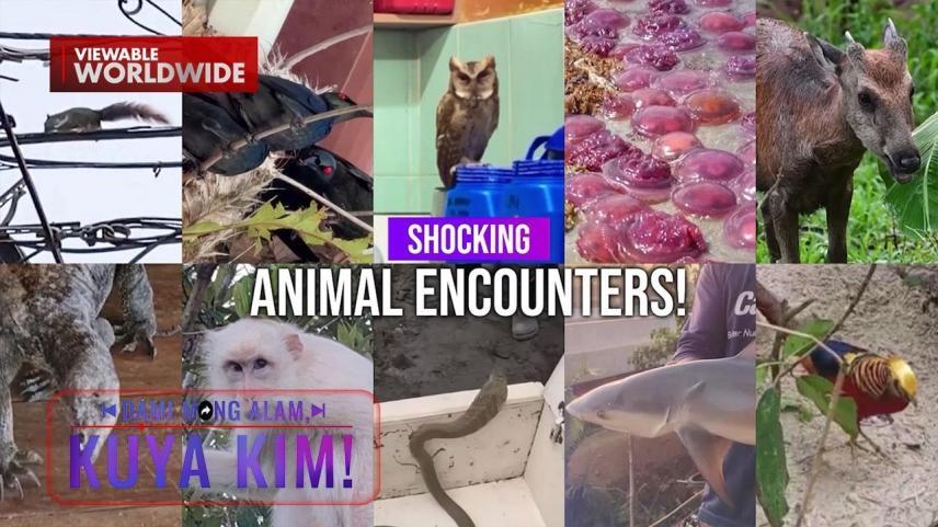 Dami Mong Alam, Kuya Kim!