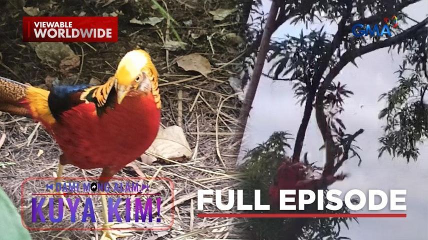 Dami Mong Alam, Kuya Kim!