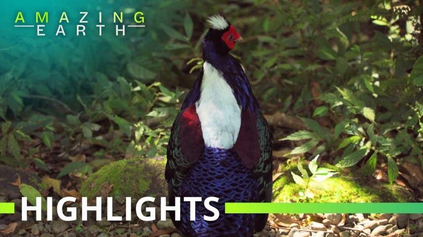 Amazing Earth