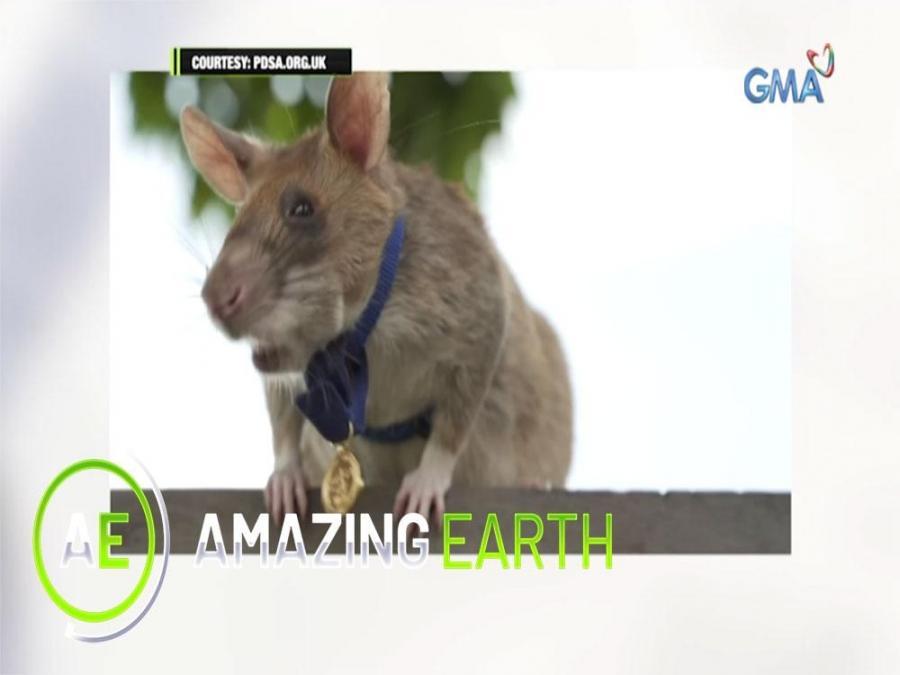 Mouse Rescue Medal Amazing Earth: Pet mouse receives a gold medal for saving lives | GMA ...