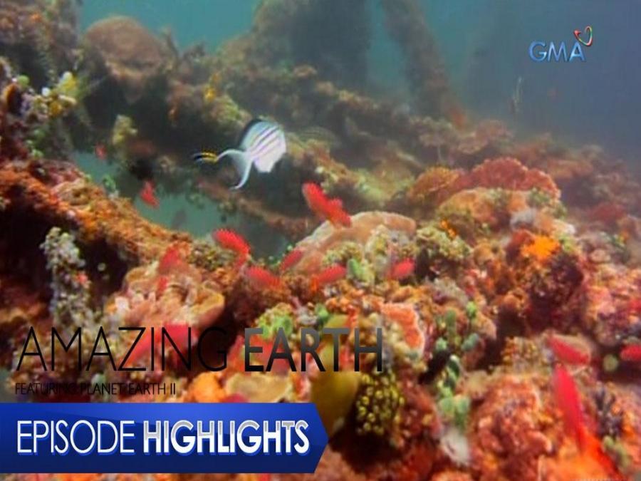 Amazing Earth: National scientist Dr. Edgardo Gomez talks about ocean ...