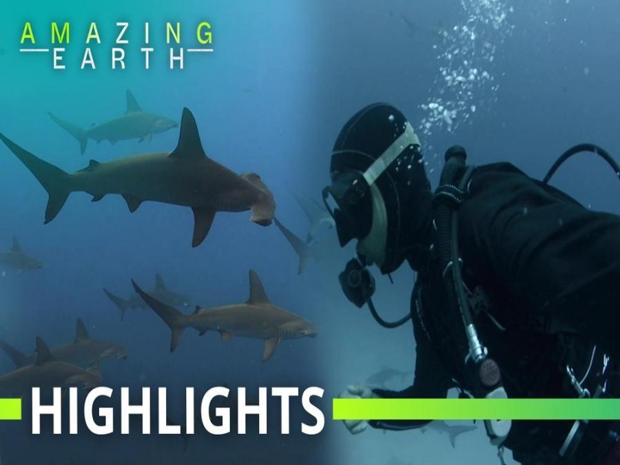 Amazing Earth: Jeru Cajapin's daring shark diving experiences in Japan ...