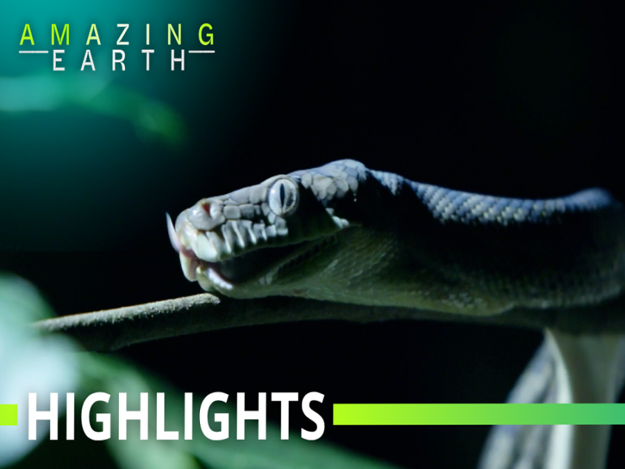 Amazing Earth: The GIANT PYTHON that strikes in total darkness! | GMA ...