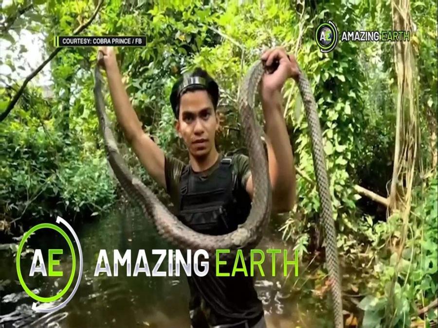 Amazing Earth: Do you have what it takes to capture a snakes? (Online ...