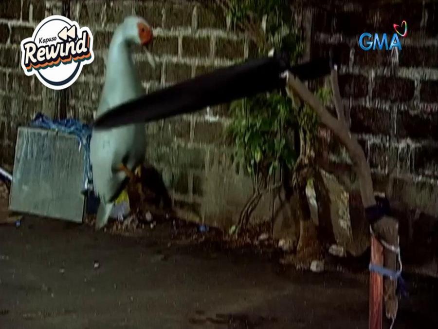 Kapuso Rewind Angry Ducks To The Rescue Daldalita GMA Entertainment