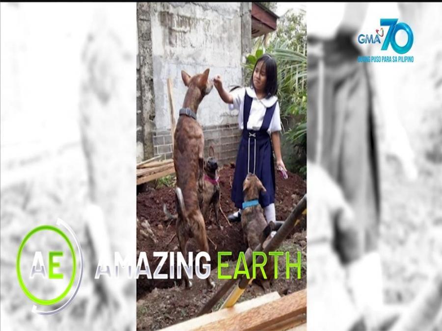Amazing Earth: Amazing facts about the Philippine Witch Dogs | GMA ...