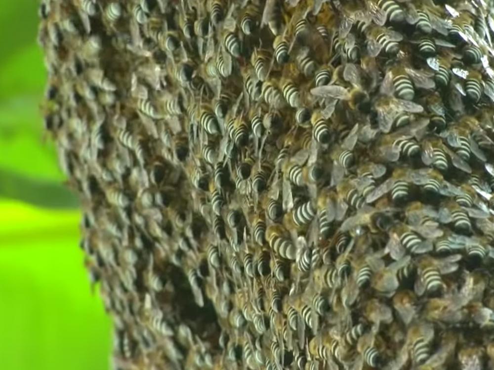 'KMJS:' Ang killer bees ng Caloocan City