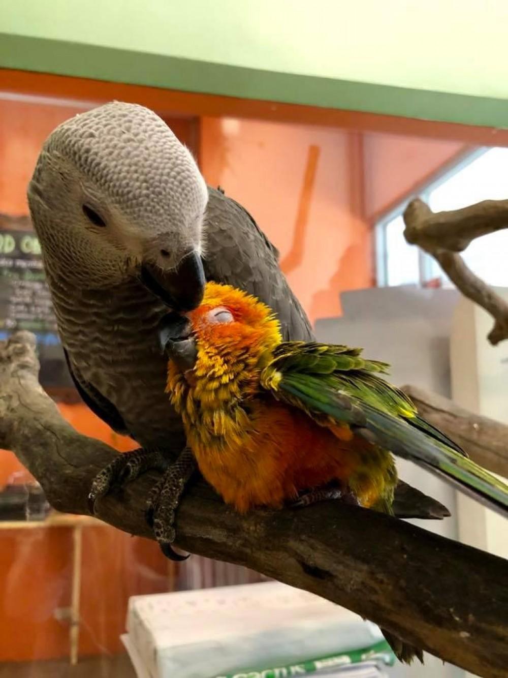 Bengal Brew + Wolf & Bear Facebook