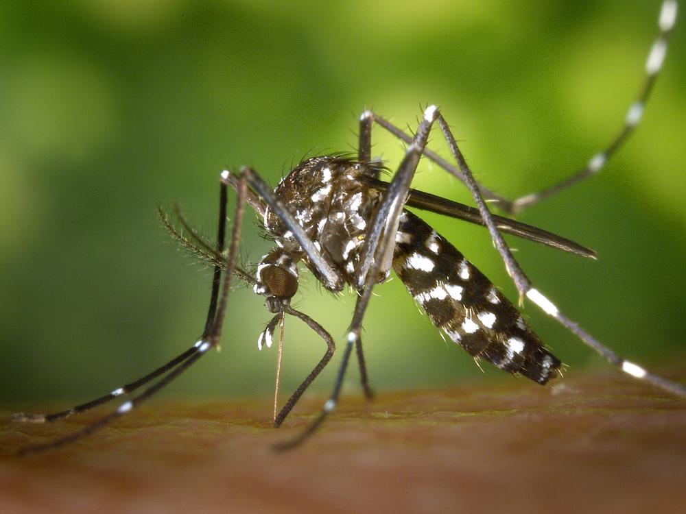 Keep mosquitoes away and avoid dengue with these home hacks