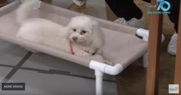 Gil Cuerva's dog, Pepper, resting on the DIY Pet Canvas Lounger