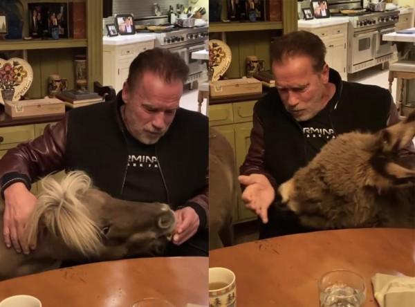 Feeding Lulu and Whiskey with carrots / Source: schwarzenegger (IG) 