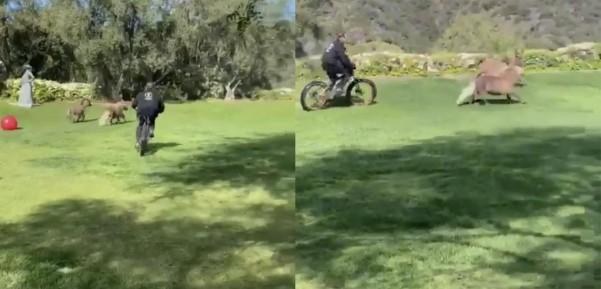 Staying fit during home quarantine / Source: schwarzenegger (IG) 