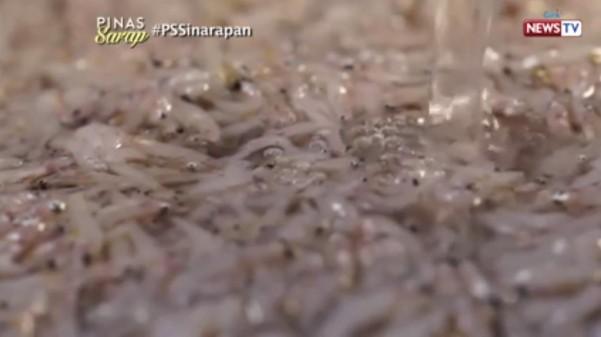 Mistichthys Luzonensis