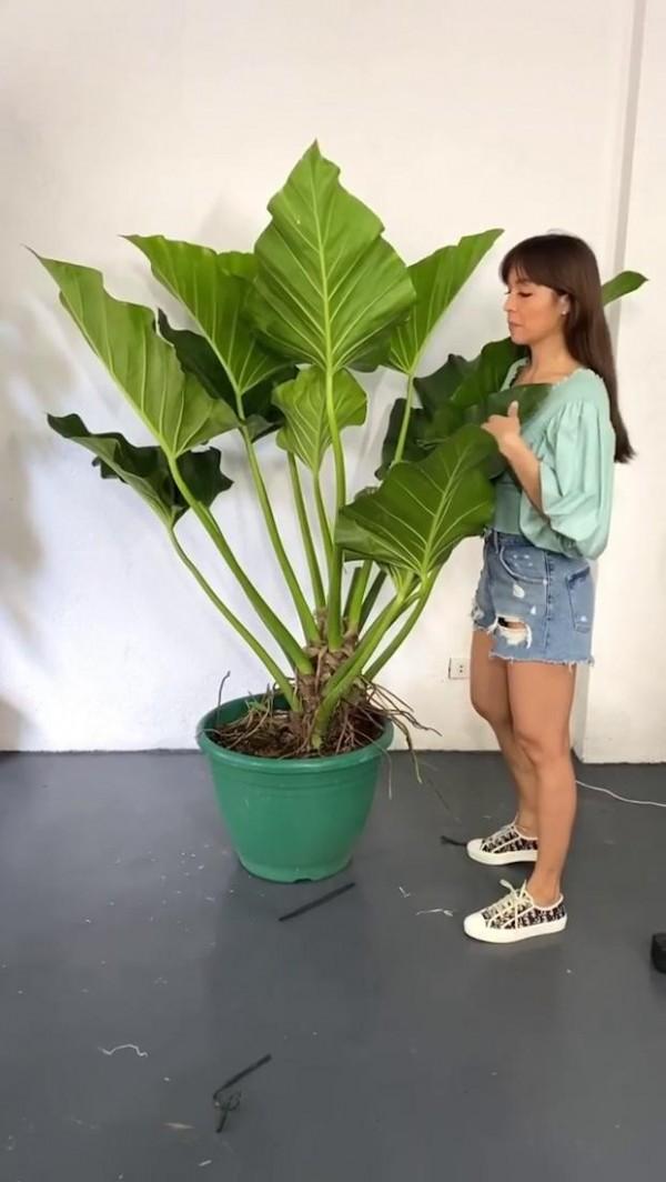 Aubrey Miles's urban jungle