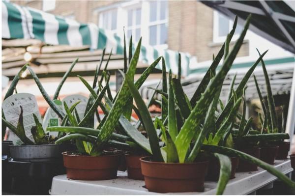 Get some Aloe Vera for your home