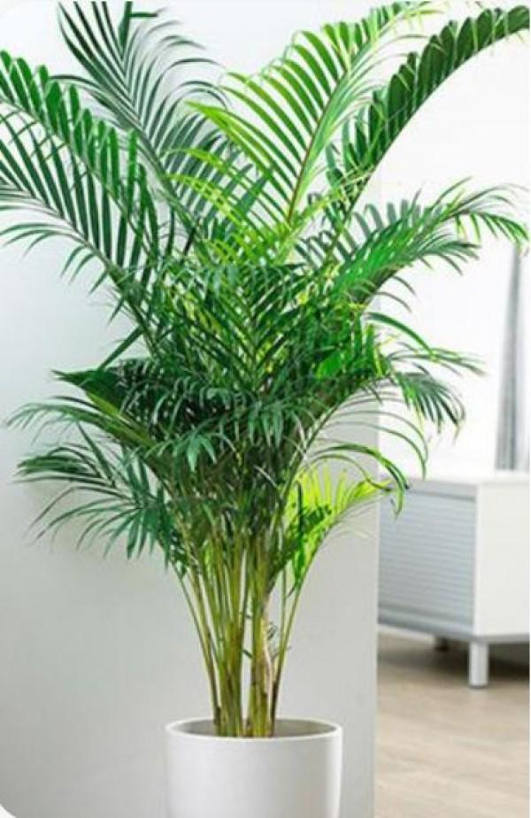Areca palm