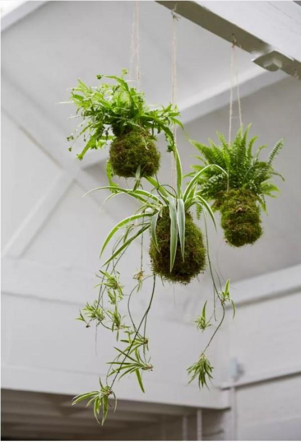 The eye catching Spider plant