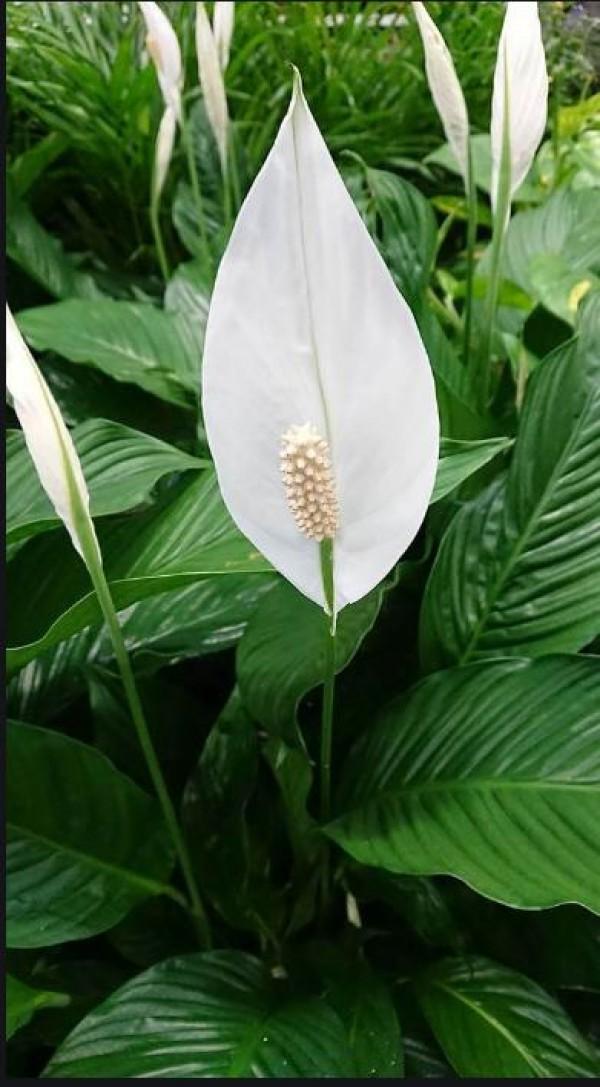 A beautiful Peace Lily plant