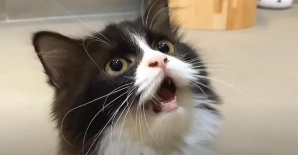 Jennylyn Mercados twelfth cat Kimbo