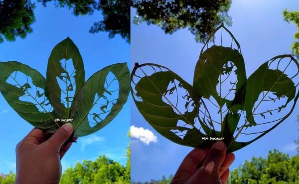 Some of MM s trending leaf arts