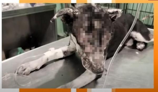 Matthew sustained serious injuries after getting burned