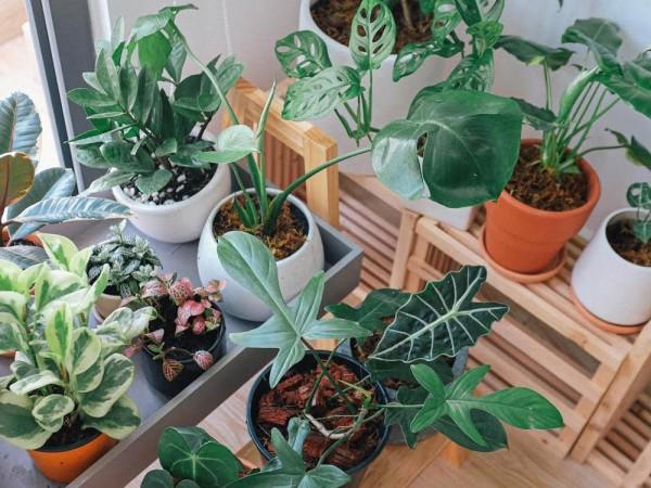 Indoor plants