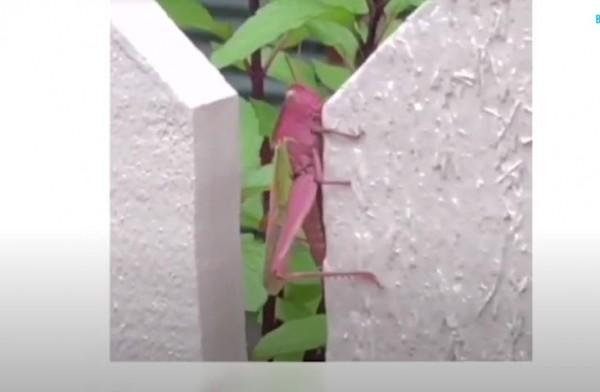 Amazing Earth October 11 episode