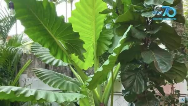 elephant ear plant