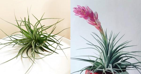 Tillandsia Cotton Candy