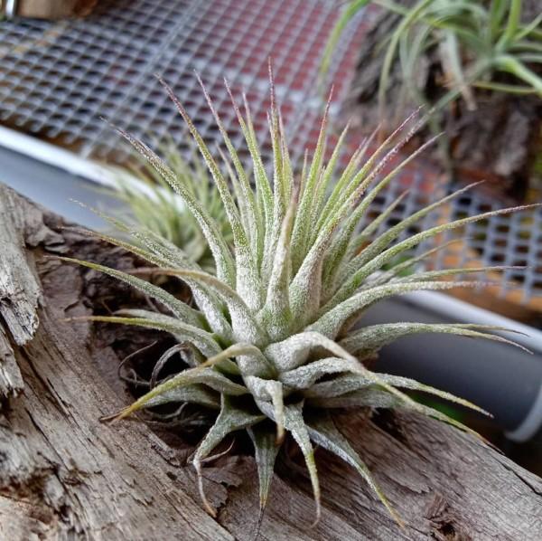 Ionantha