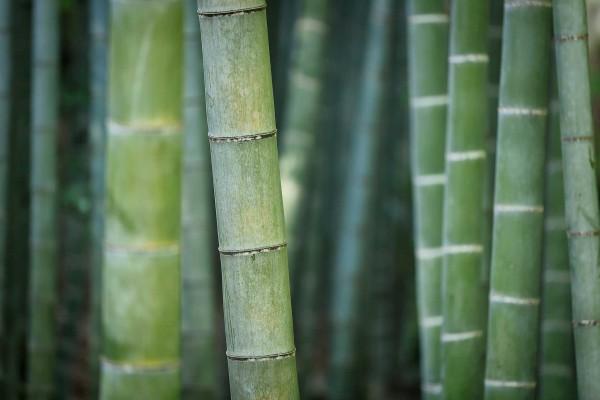 Bamboo spears