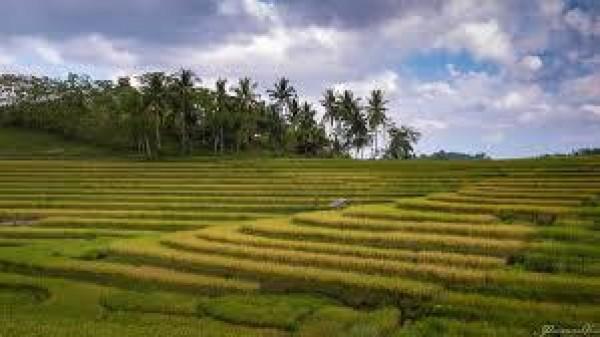Cadapdapan Rice Terraces