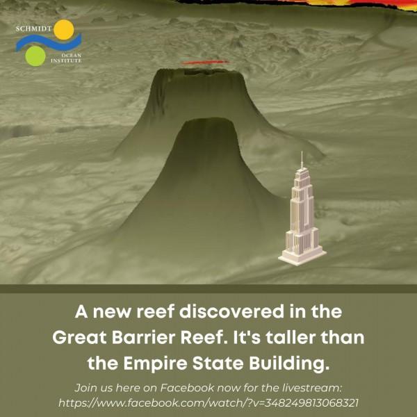 illustration of coral reef