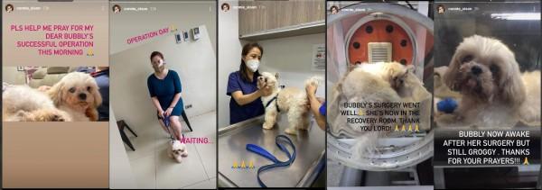Connie Sisons dog Bubbly undergoes surgery