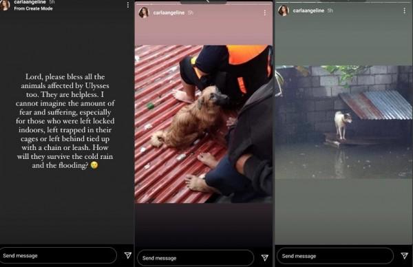 Animals affected by Typhoon Ulysses