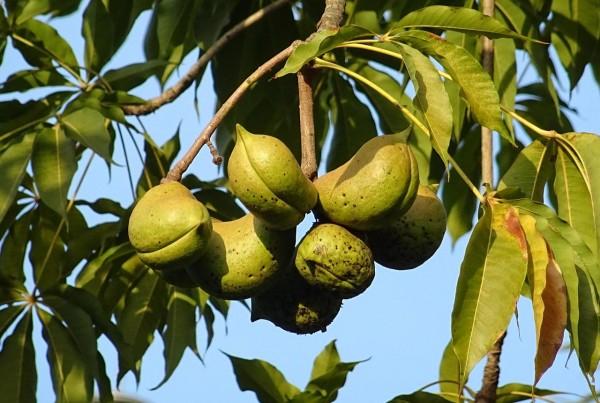 Native trees with health and medicinal benefits that you 